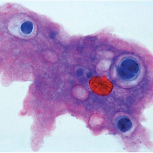 Microscopic preparations - Series A